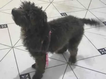 Cachorro raça Shitzu idade 7 a 11 meses nome Ravena 