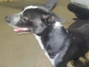 Cachorro raça SRD-ViraLata idade 1 ano nome mike