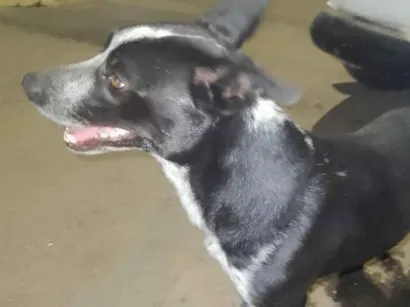 Cachorro raça SRD-ViraLata idade 1 ano nome mike