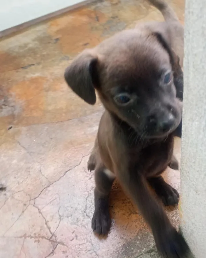 Cachorro raça SRD-ViraLata idade 2 a 6 meses nome pretinho, mel, baunilha,lua,