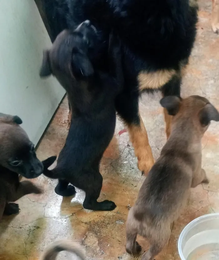 Cachorro raça SRD-ViraLata idade 2 a 6 meses nome pretinho, mel, baunilha,lua,