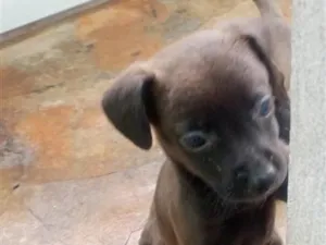 Cachorro raça SRD-ViraLata idade 2 a 6 meses nome pretinho, mel, baunilha,lua,