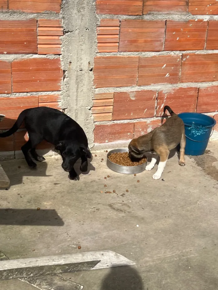 Cachorro raça SRD-ViraLata idade 2 a 6 meses nome Sem nome 
