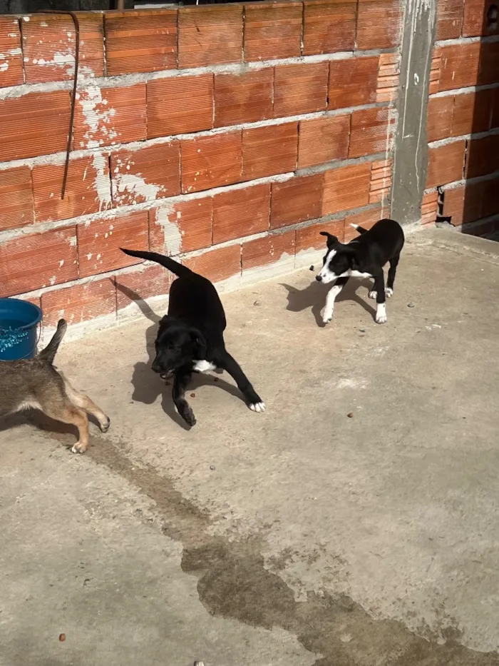 Cachorro raça SRD-ViraLata idade 2 a 6 meses nome Sem nome 