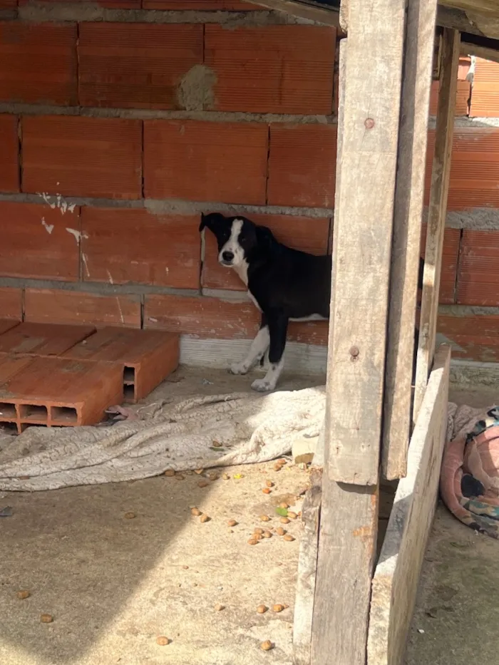 Cachorro raça SRD-ViraLata idade 2 a 6 meses nome Sem nome 