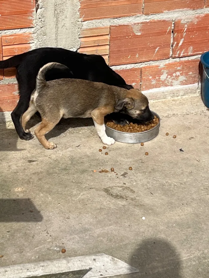 Cachorro raça SRD-ViraLata idade 2 a 6 meses nome Sem nome 