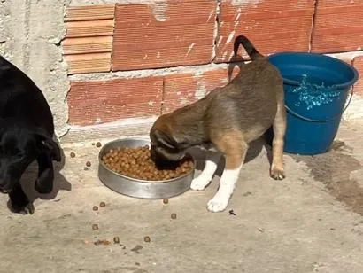 Cachorro raça SRD-ViraLata idade 2 a 6 meses nome Sem nome 