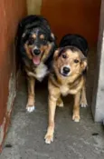 Nico e Vico