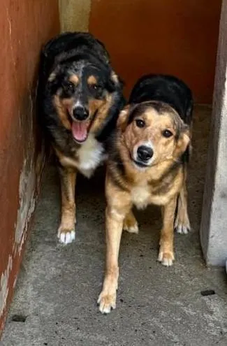 Cachorro raça Bluehiller com Pastor Alemão idade 3 anos nome Nico e Vico