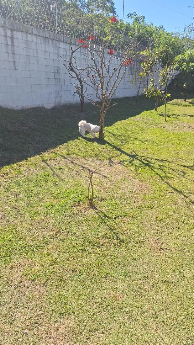 Cachorro raça Shitzu idade 2 anos nome CHEETOS