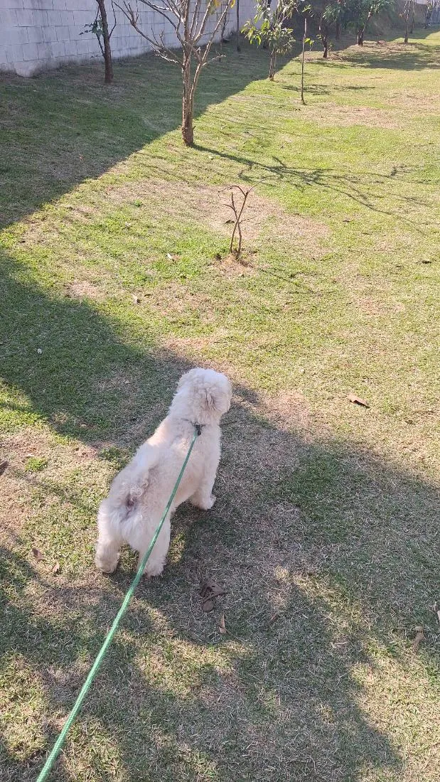 Cachorro raça Shitzu idade 2 anos nome CHEETOS