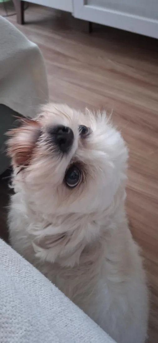 Cachorro raça Shitzu idade 2 anos nome CHEETOS
