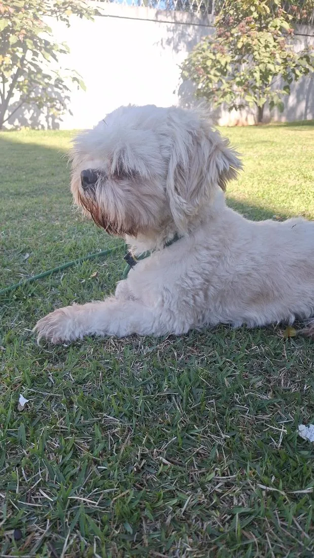 Cachorro raça Shitzu idade 2 anos nome CHEETOS