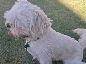 Cachorro raça Shitzu idade 2 anos nome CHEETOS