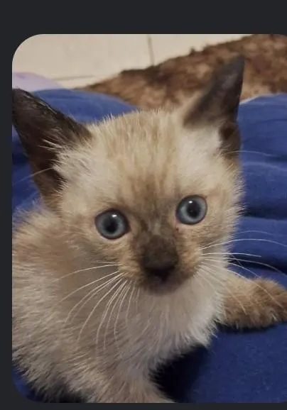 Gato raça Siamês idade Abaixo de 2 meses nome sem nome 