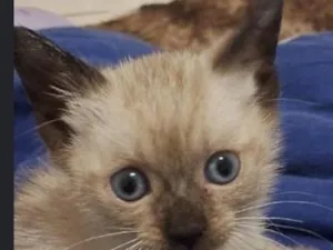 Gato raça Siamês idade Abaixo de 2 meses nome sem nome 
