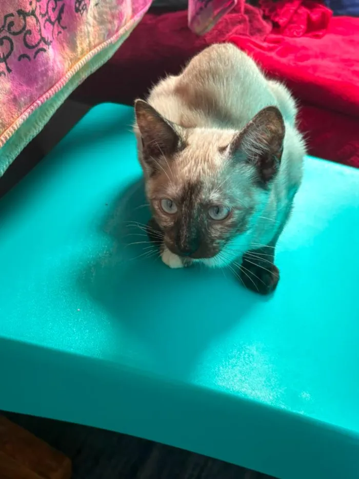 Gato raça Siamês idade 2 a 6 meses nome Mist, Moon e Ônix