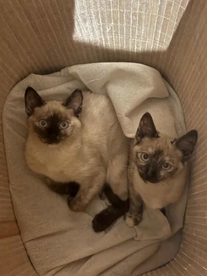 Gato raça Siamês idade 2 a 6 meses nome Mist, Moon e Ônix