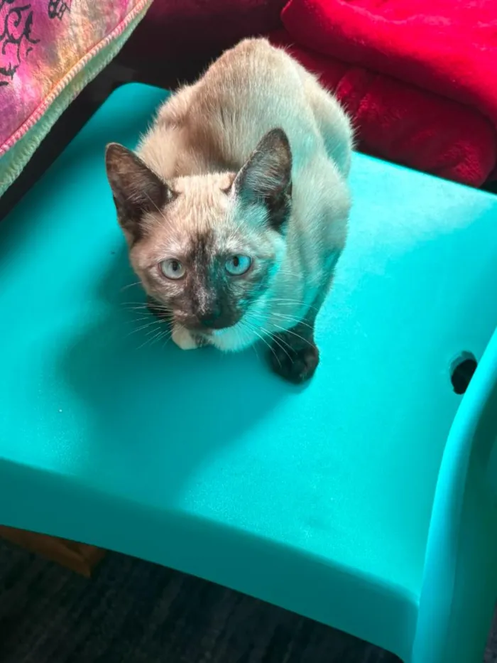 Gato raça Siamês idade 2 a 6 meses nome Mist, Moon e Ônix