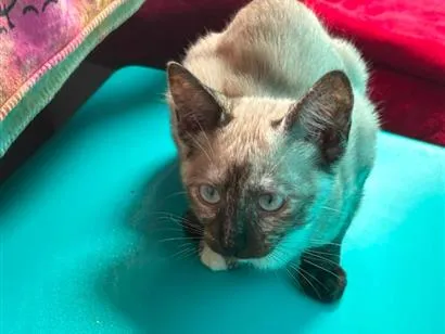 Gato raça Siamês idade 2 a 6 meses nome Mist, Moon e Ônix