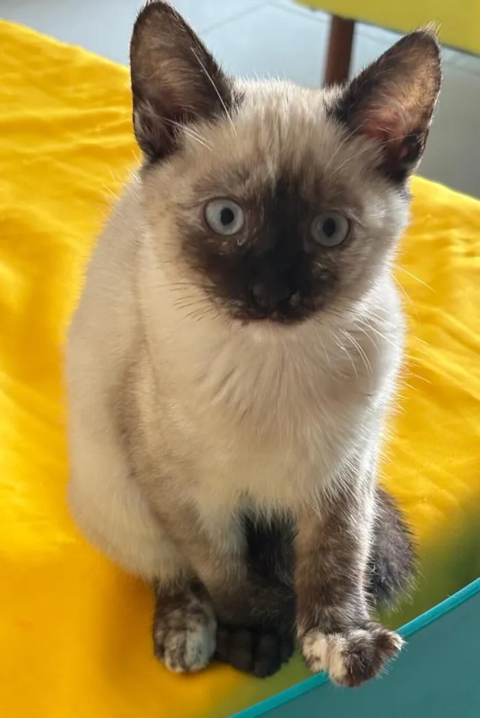 Gato raça Siamês idade 2 a 6 meses nome Mist, Moon e Ônix