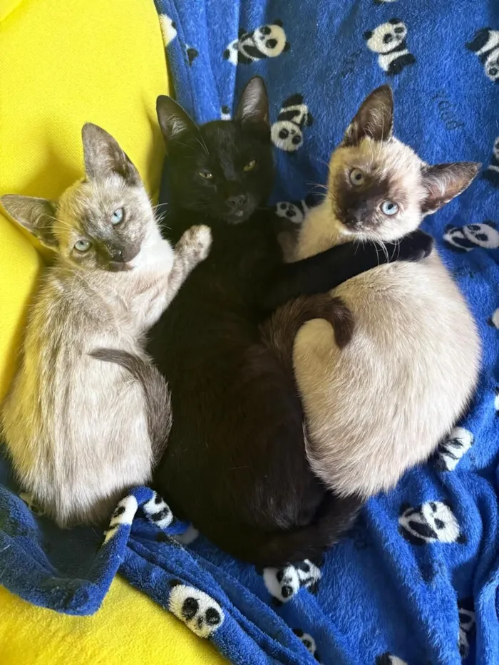 Gato raça Siamês idade 2 a 6 meses nome Mist, Moon e Ônix