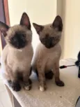 Mist, Moon e Ônix