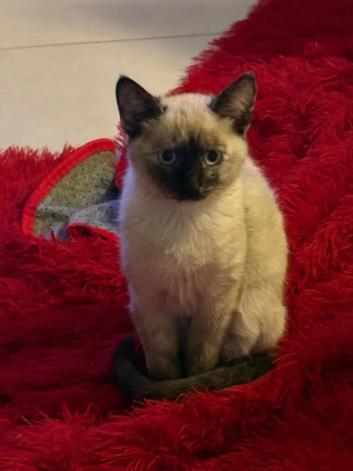 Gato raça Siamês idade 2 a 6 meses nome Mist, Moon e Ônix