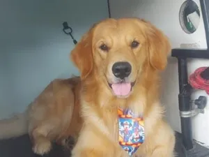 Cachorro raça SRD-ViraLata idade 2 anos nome Luck
