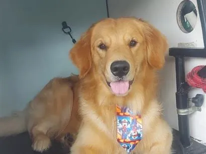 Cachorro raça SRD-ViraLata idade 2 anos nome Luck