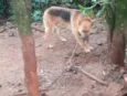 o macho e betovem e a laica 