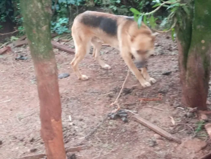 Cachorro raça Pastor Alemão idade 1 ano nome o macho e betovem e a laica 