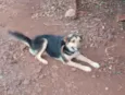 o macho e betovem e a laica 