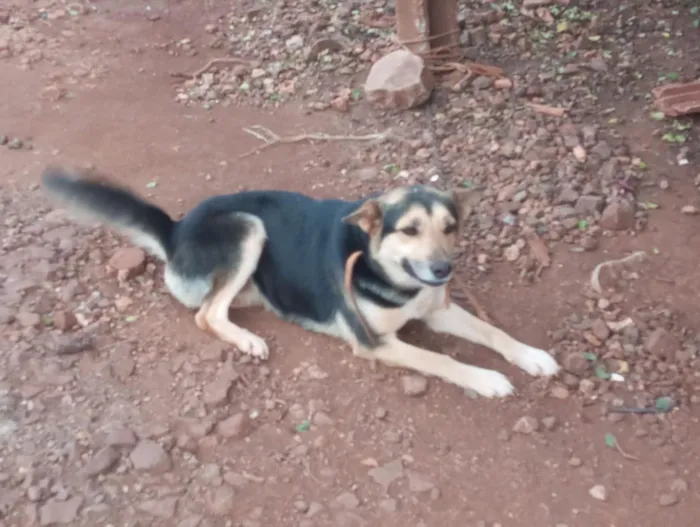 Cachorro raça Pastor Alemão idade 1 ano nome o macho e betovem e a laica 