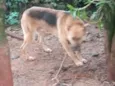 o macho e betovem e a laica 