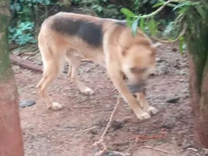 Cachorro raça Pastor Alemão idade 1 ano nome o macho e betovem e a laica 