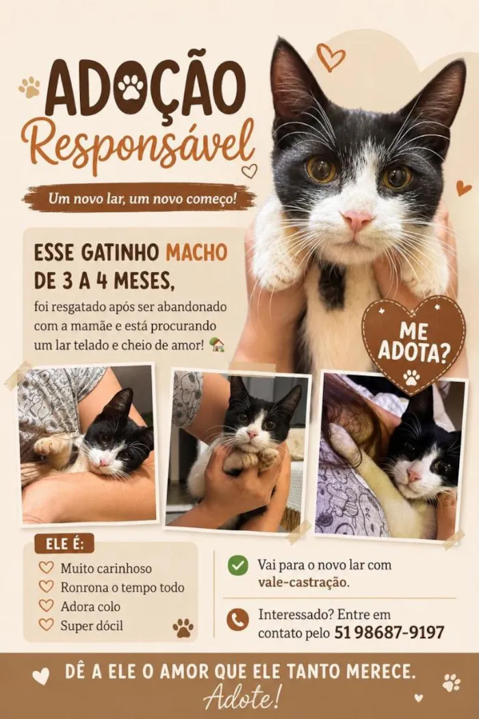 Gato raça SRD-ViraLata idade 2 a 6 meses nome Sushi