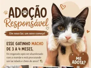 Gato raça SRD-ViraLata idade 2 a 6 meses nome Sushi