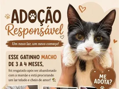 Gato raça SRD-ViraLata idade 2 a 6 meses nome Sushi