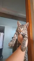 gatinha