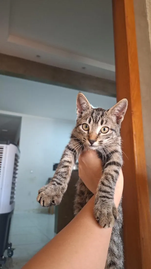Gato raça SRD-ViraLata idade 2 a 6 meses nome gatinha