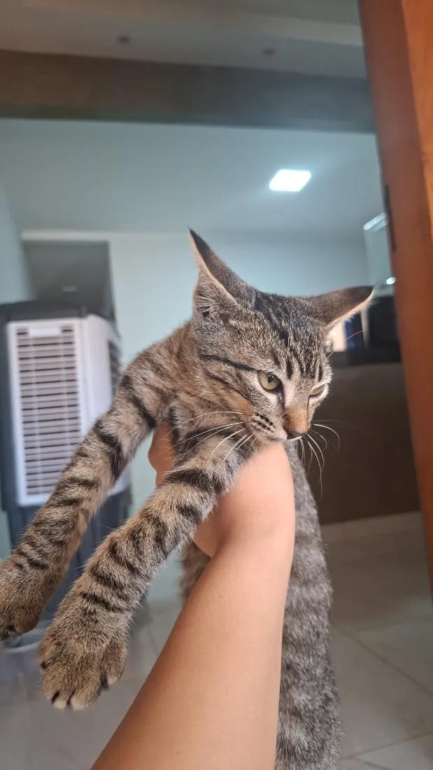 Gato raça SRD-ViraLata idade 2 a 6 meses nome gatinha