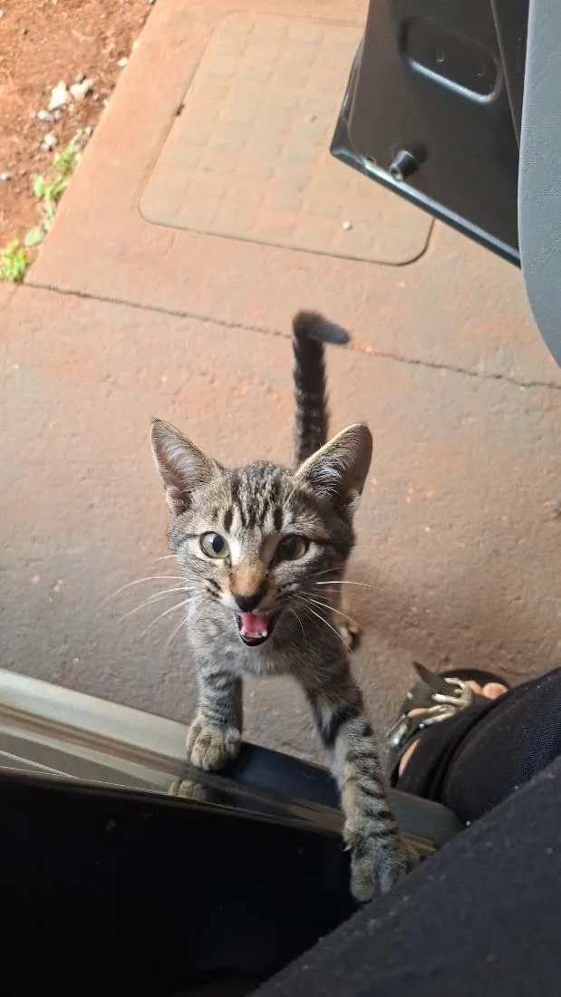 Gato raça SRD-ViraLata idade 2 a 6 meses nome gatinha