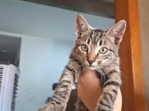 Gato raça SRD-ViraLata idade 2 a 6 meses nome gatinha