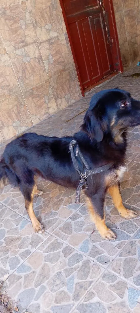 Cachorro raça SRD-ViraLata idade 2 anos nome Pérola