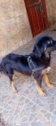 Pérola