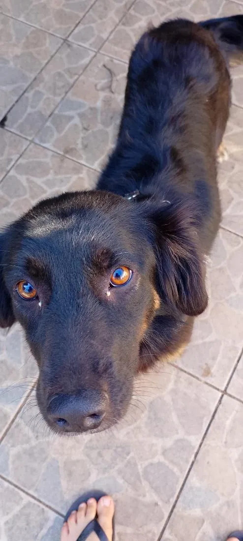 Cachorro raça SRD-ViraLata idade 2 anos nome Pérola