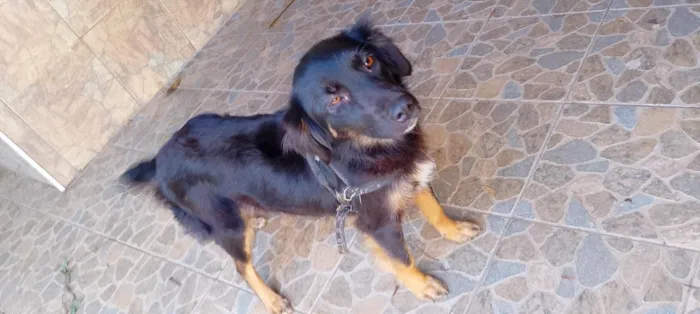 Cachorro raça SRD-ViraLata idade 2 anos nome Pérola