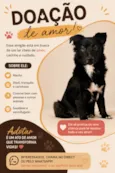 spike- border collie
