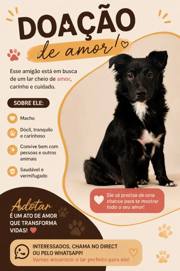 Cachorro raça SRD-ViraLata idade 1 ano nome spike- border collie